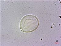 台灣棒花蒲桃藏品圖，第4張