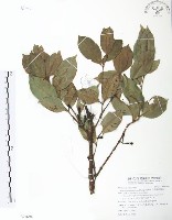 台灣棒花蒲桃藏品圖，第1張
