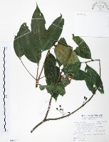 大花赤楠藏品圖，第1張
