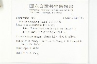 大花艾納香藏品圖，第2張