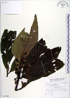蘭嶼木薑子藏品圖，第1張