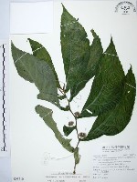 食用樓梯草藏品圖，第1張