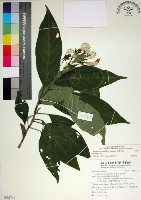玉葉金花藏品圖，第1張