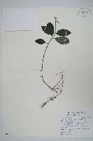 針刺草藏品圖，第1張