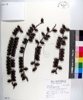 蘭嶼山檳榔、山檳榔藏品圖，第1張