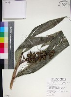 蘭嶼法氏薑藏品圖，第1張