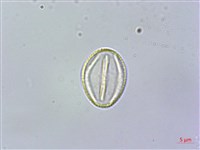 雄胞囊草、槳果苣苔藏品圖，第2張