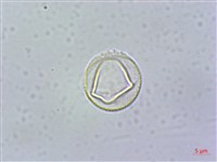 雄胞囊草、槳果苣苔藏品圖，第3張