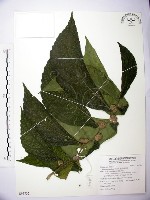 食用樓梯草藏品圖，第1張