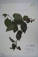 草野氏冬青藏品圖，第1張