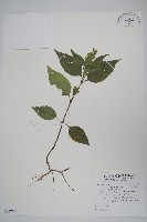 直立半插花藏品圖，第1張