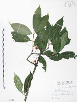 大花赤楠藏品圖，第1張