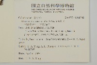 日本賽衛矛、日本假衛矛藏品圖，第2張