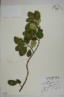 蘭嶼絡石藏品圖，第1張