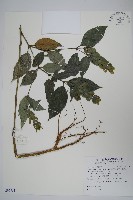 直立半插花藏品圖，第1張