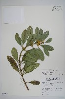 蘭嶼念珠藤藏品圖，第1張