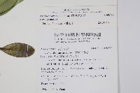 蘭嶼念珠藤藏品圖，第2張