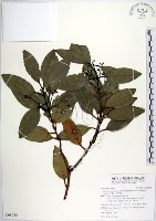天竺桂藏品圖，第1張