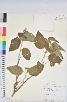 登錄號:S095764藏品圖，第1張