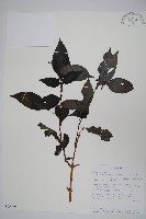 登錄號:S095769藏品圖，第1張