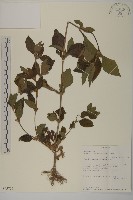 登錄號:S095775藏品圖，第1張