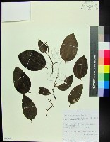 菲律賓朴樹藏品圖，第1張