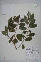 登錄號:S095802藏品圖，第1張