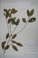 登錄號:S095807藏品圖，第1張