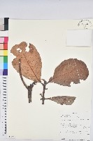 登錄號:S095810藏品圖，第1張