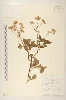 登錄號:S095812藏品圖，第1張