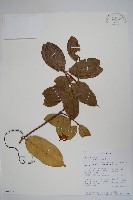 卷枝藤藏品圖，第1張