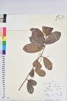 小葉五月茶藏品圖，第1張