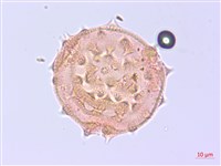 登錄號:S095832藏品圖，第1張