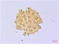 登錄號:S095832藏品圖，第2張