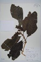 登錄號:S095838藏品圖，第1張