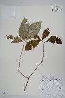 登錄號:S095842藏品圖，第1張