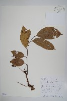 登錄號:S095856藏品圖，第1張