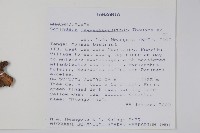 登錄號:S095856藏品圖，第2張