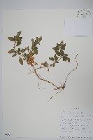 瘤子草藏品圖，第1張