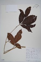 登錄號:S095860藏品圖，第1張