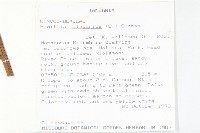 吊鐘藤藏品圖，第2張