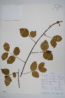 登錄號:S095863藏品圖，第1張