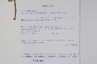 瘤子草藏品圖，第2張