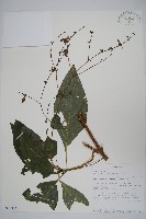 登錄號:S095867藏品圖，第1張