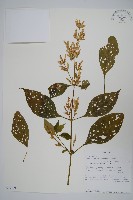 登錄號:S095868藏品圖，第1張