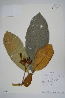 登錄號:S095872藏品圖，第1張