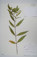 尖尾鳳藏品圖，第1張