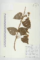 長梗毛娥房藤藏品圖，第1張