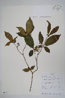 登錄號:S095879藏品圖，第1張