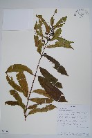 登錄號:S095880藏品圖，第1張